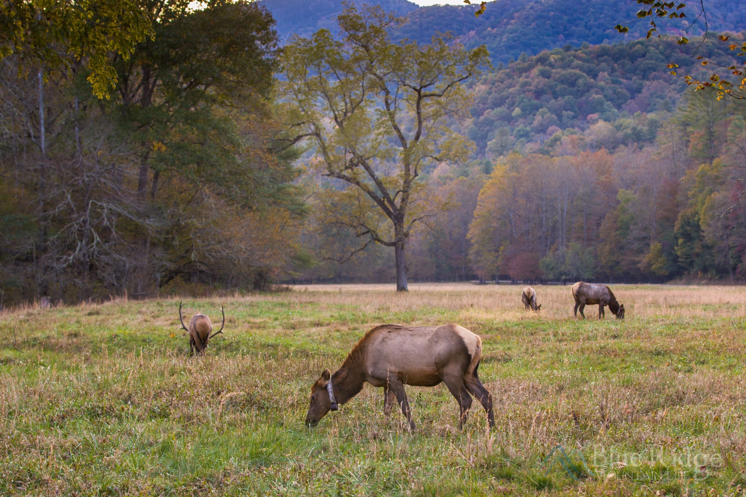 Elk in Cataloochee Valley, Great Smoky Mountains National Park