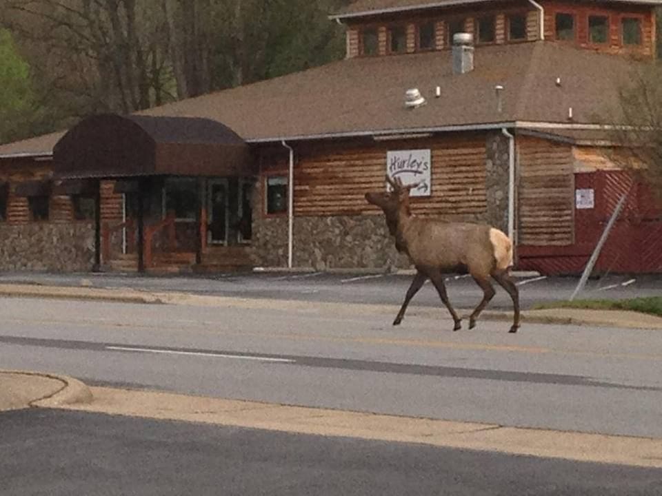Elk in Maggie Valley NC