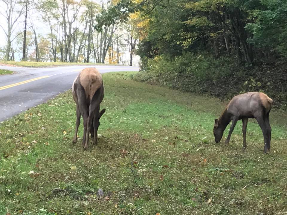Elk Blue Ridge Parkway