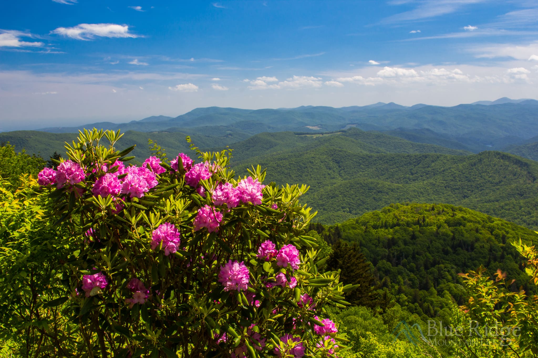 Rhododendron on the Blue Ridge Parkway Rhododendron on the Blue Ridge Parkway