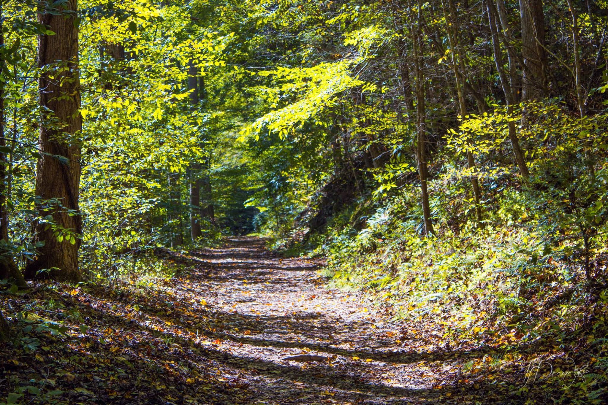 Big Creek Trail