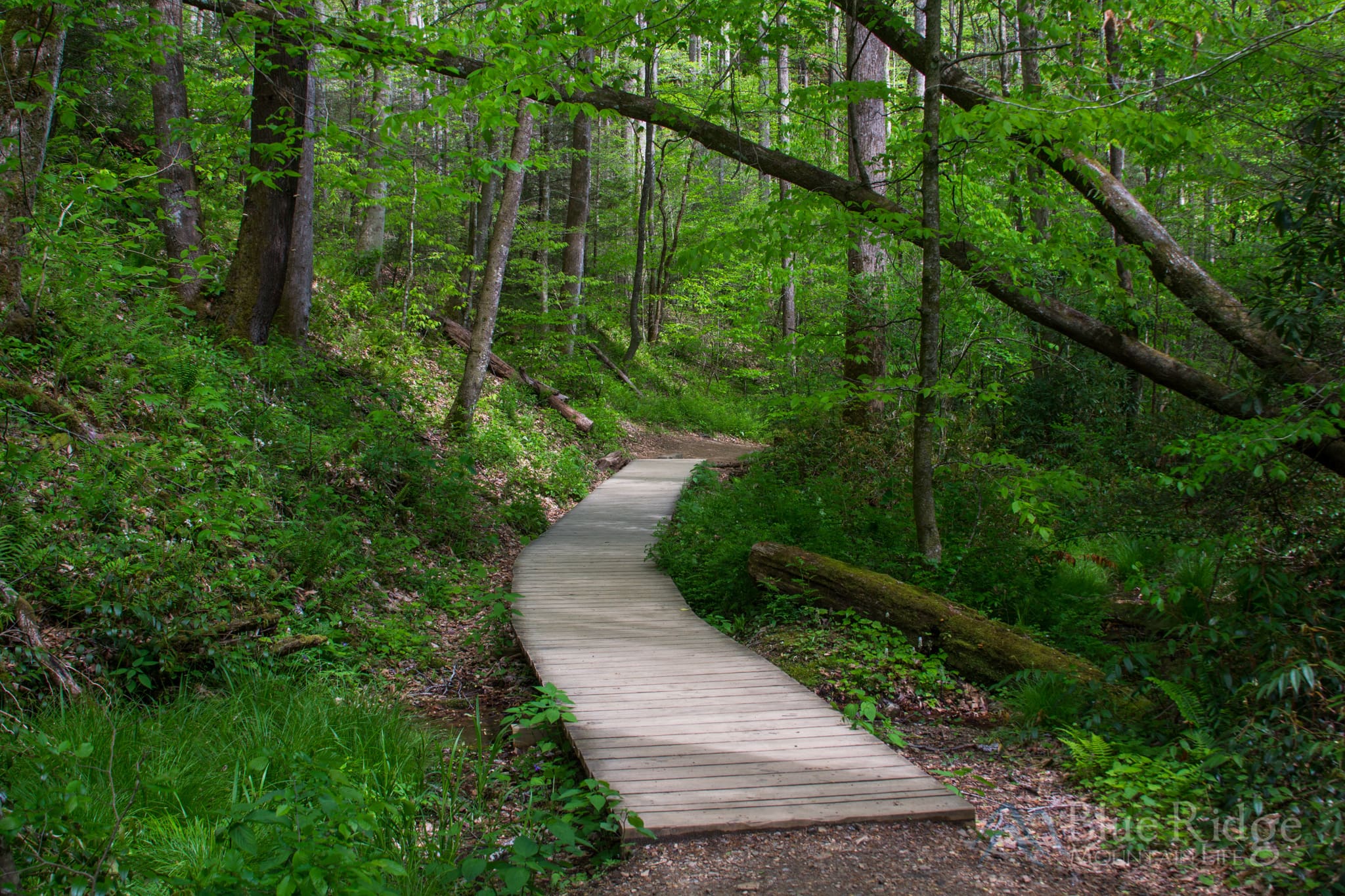 Wooden walkway on Moore Cove Falls Trail