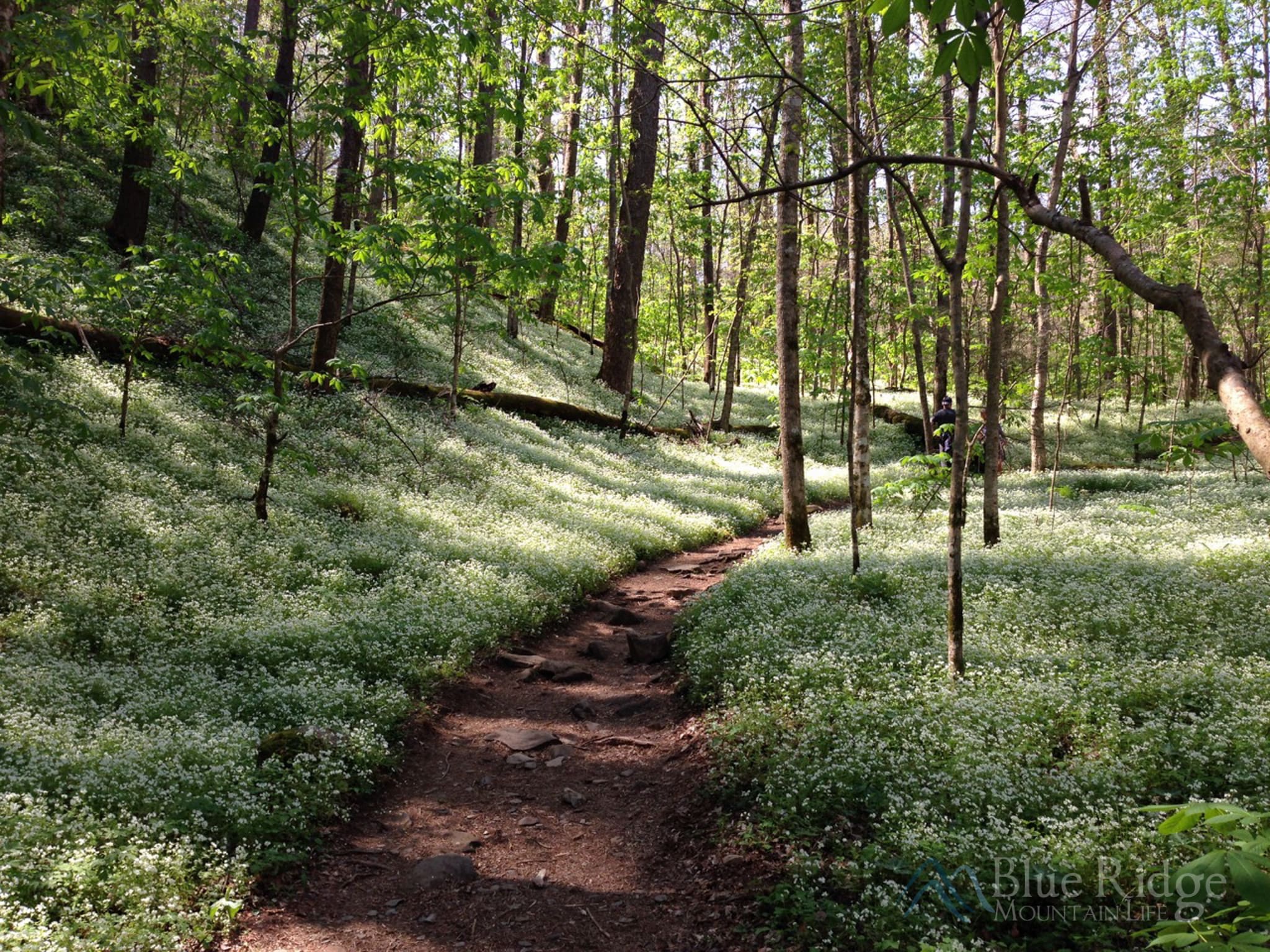 Porters Creek Trail
