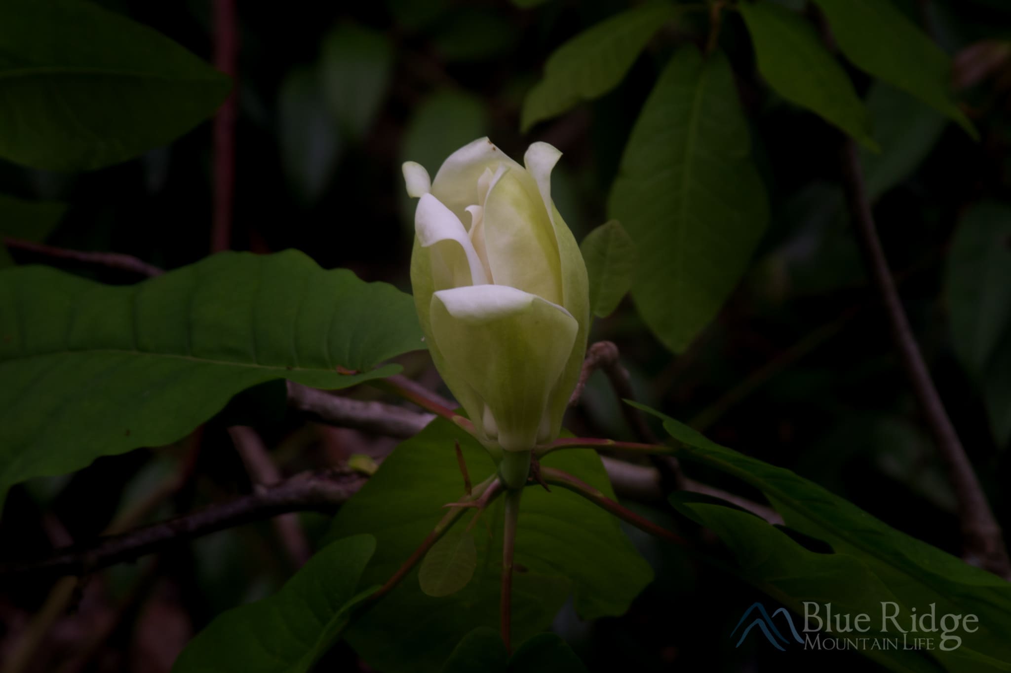 Wildflowers on the trail to Moore Cove Falls NC