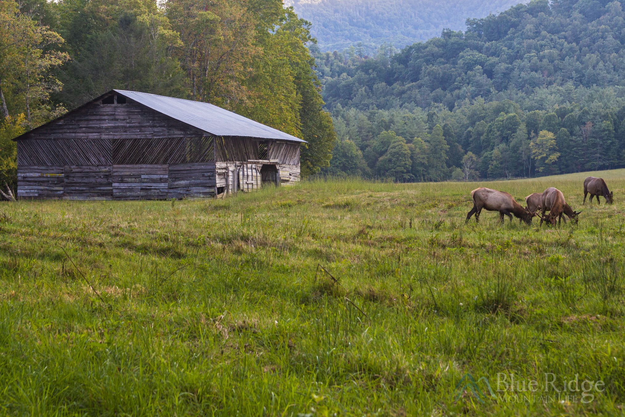 Cataloochee Valley Great Smoky Mountain National Park