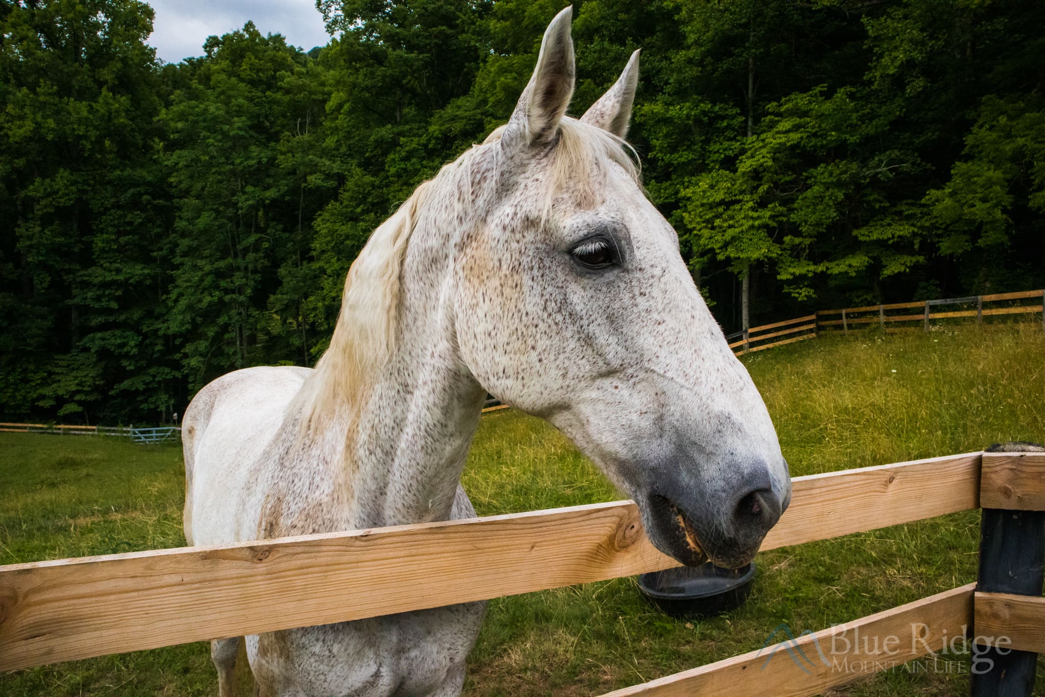 Rocky the horse Rocky the horse