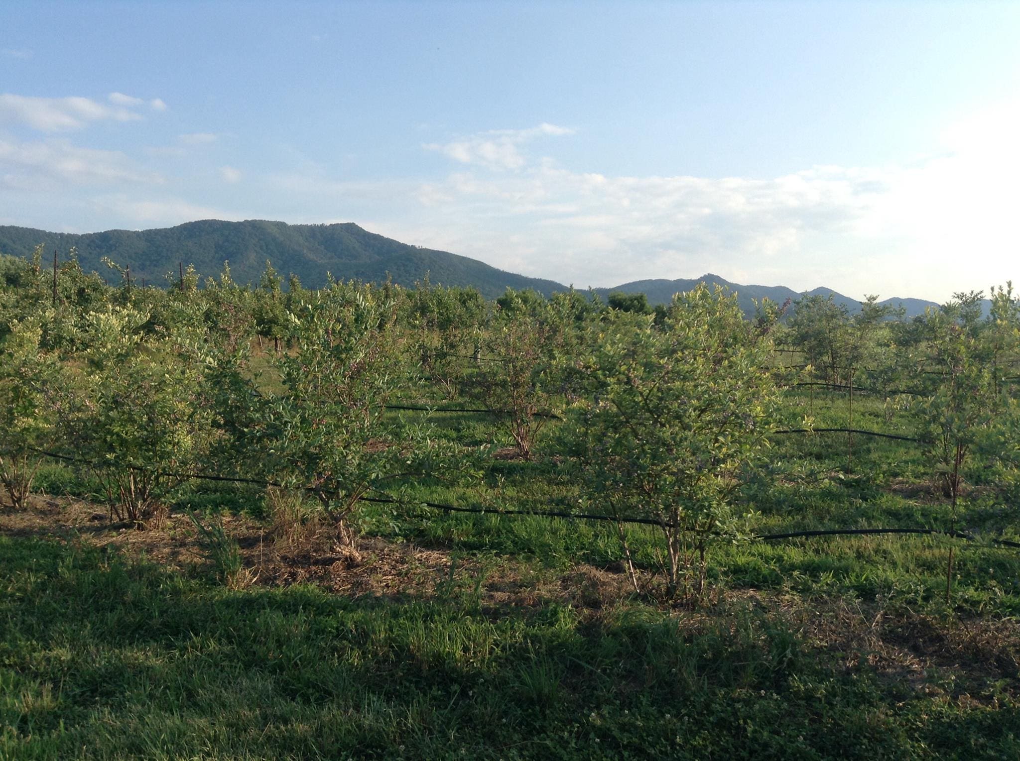 Buffalo Trail Orchard Buffalo Trail Orchard