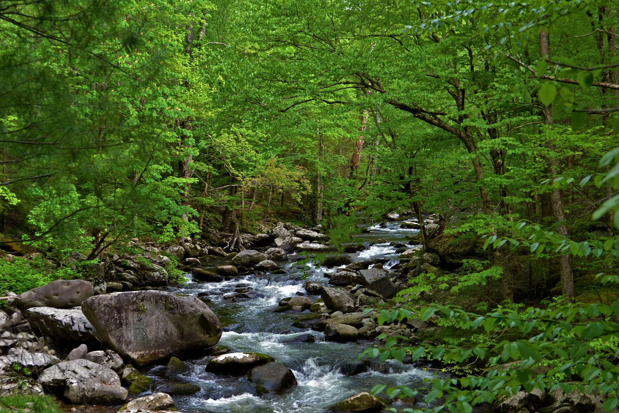 Tremont Great Smoky Mountains National Park