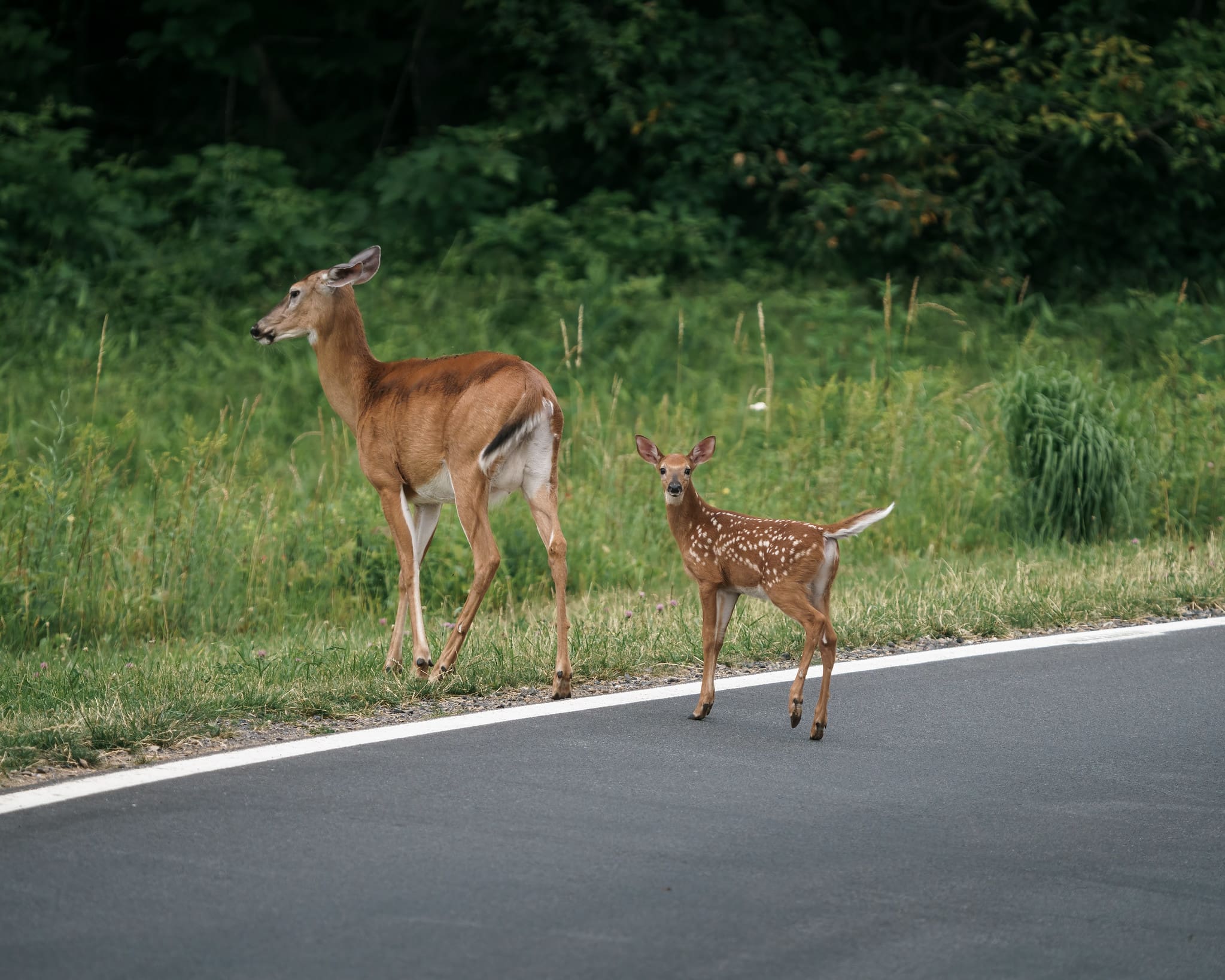 skyline-drive-wildlife Deer on Skyline Drive