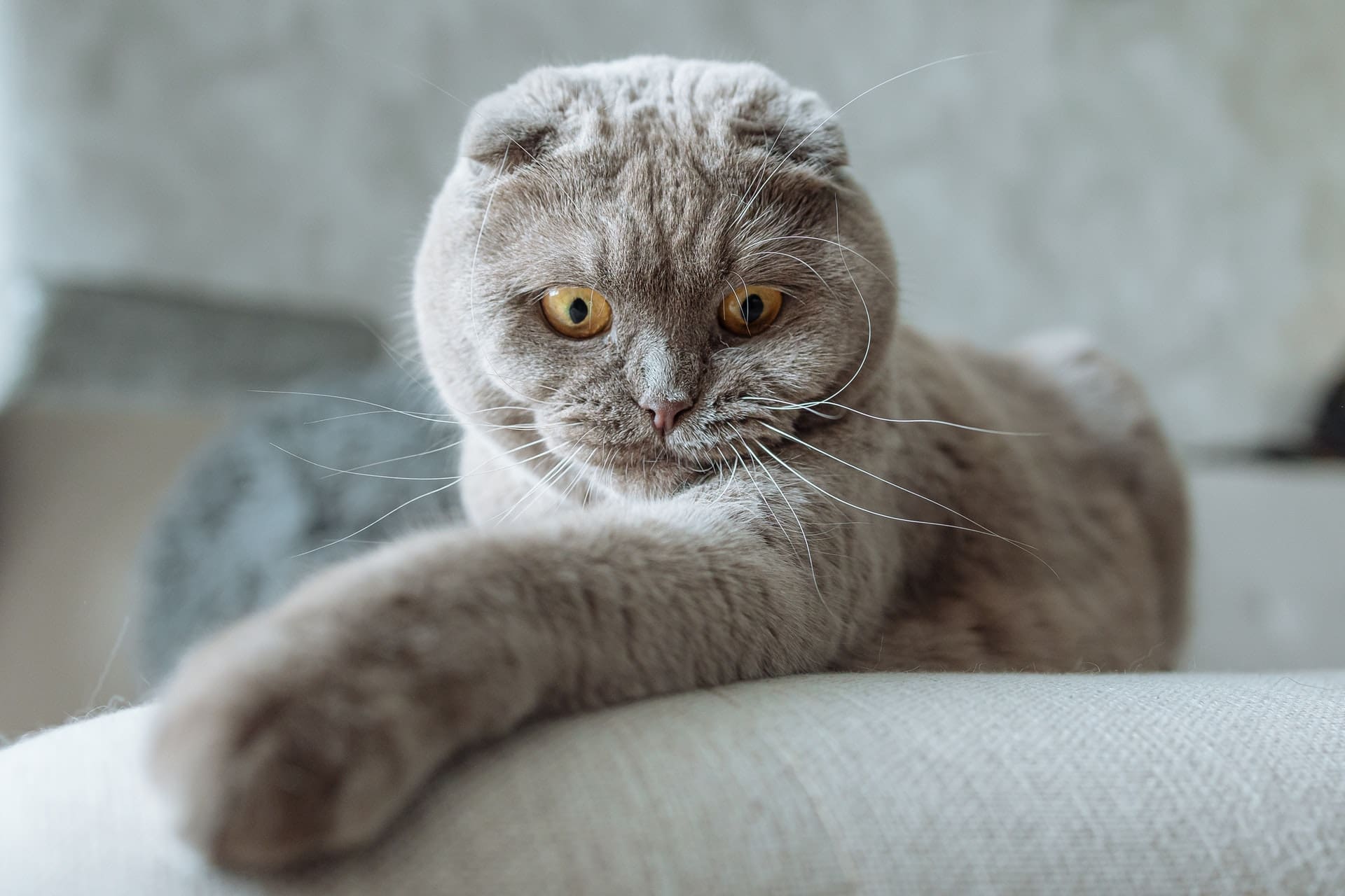 cat-image