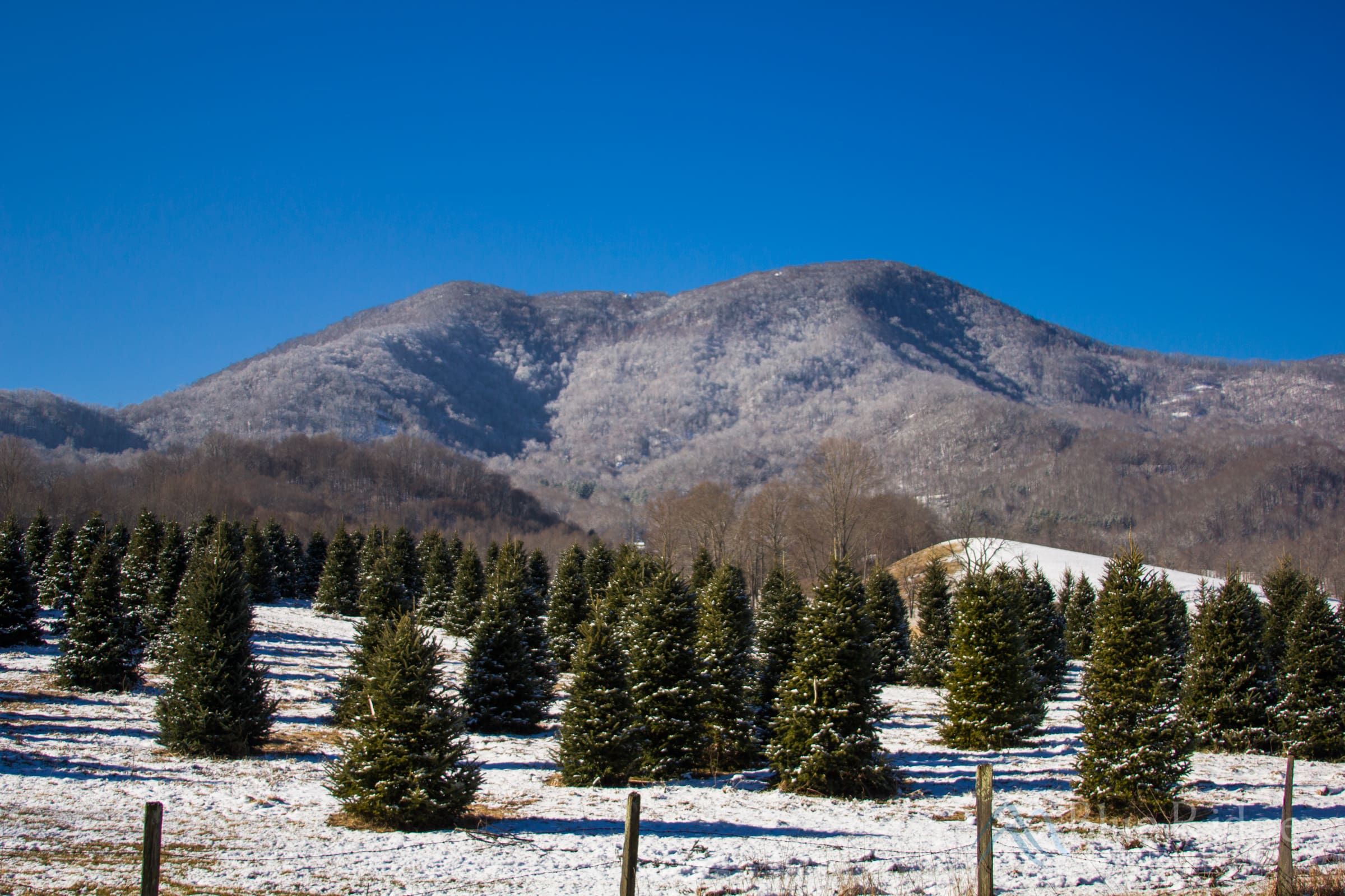 Best Maggie Valley Christmas Tree Farms Best Maggie Valley Christmas Tree Farms