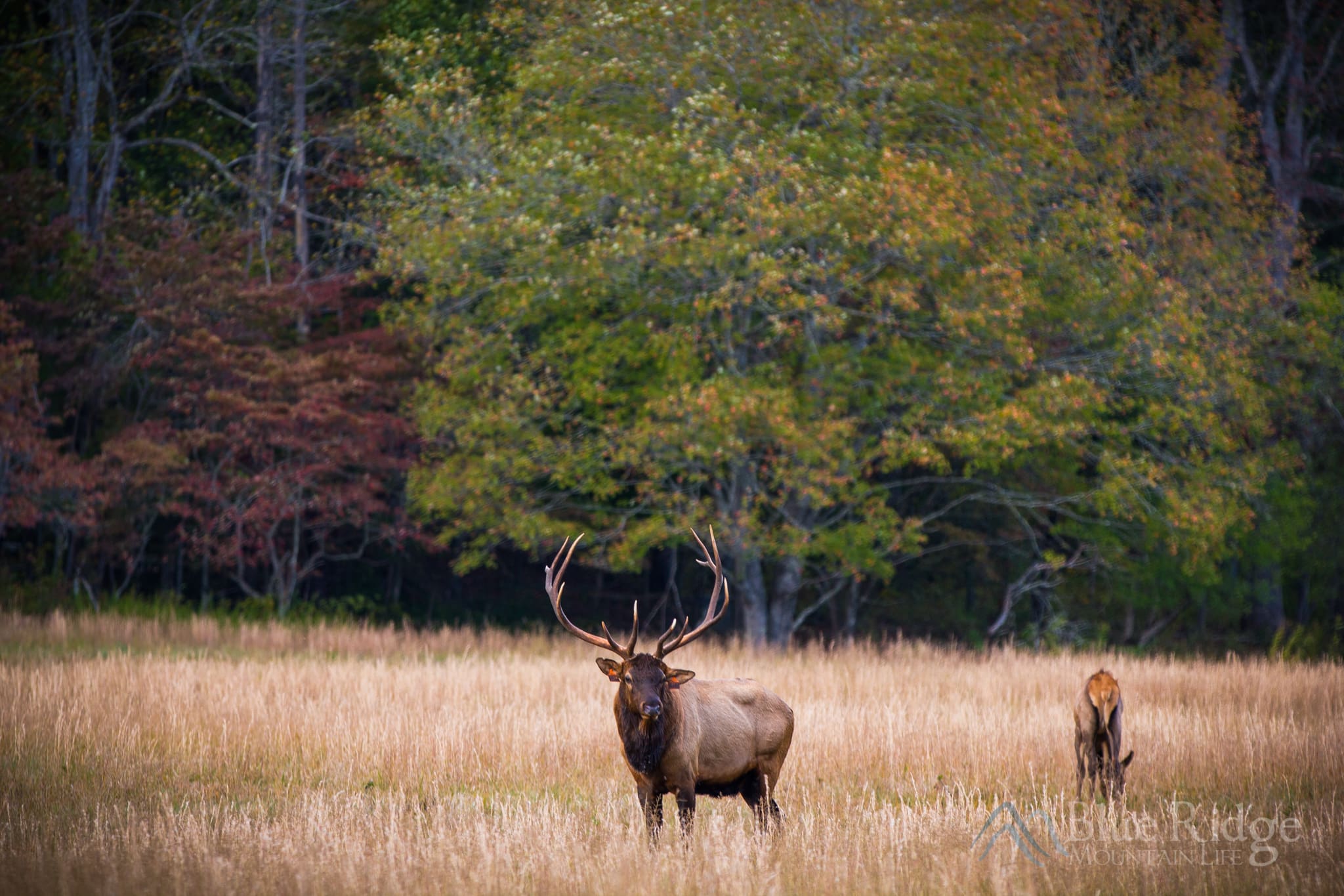 Bull Elk in Cataloochee Valley Bull Elk in Cataloochee Valley