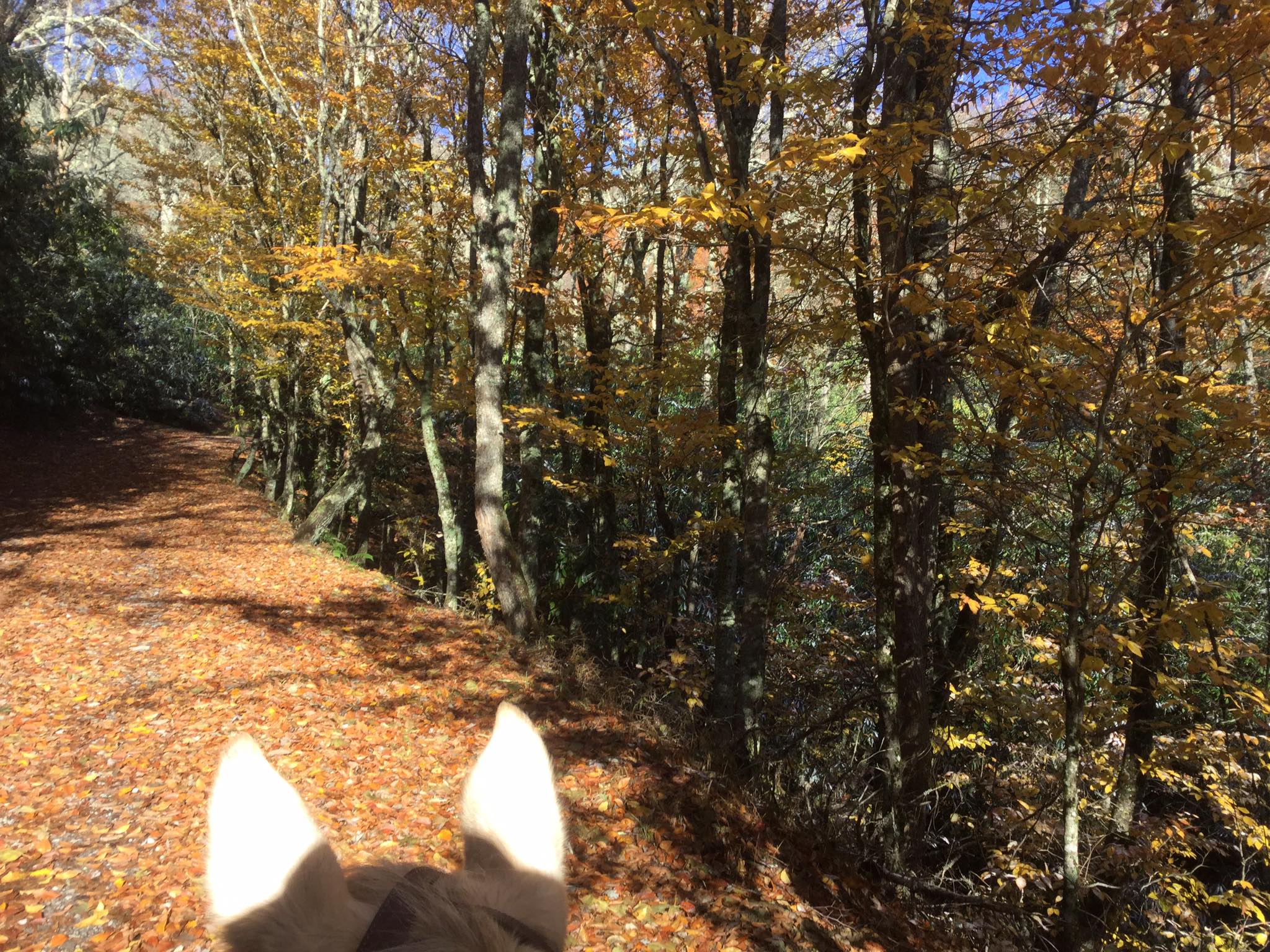 cataloochee-ranch-fall