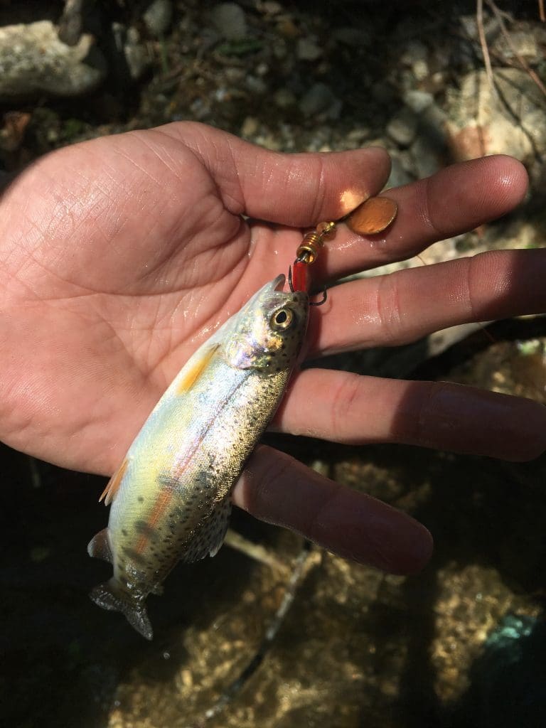 nativerainbow-768x1024