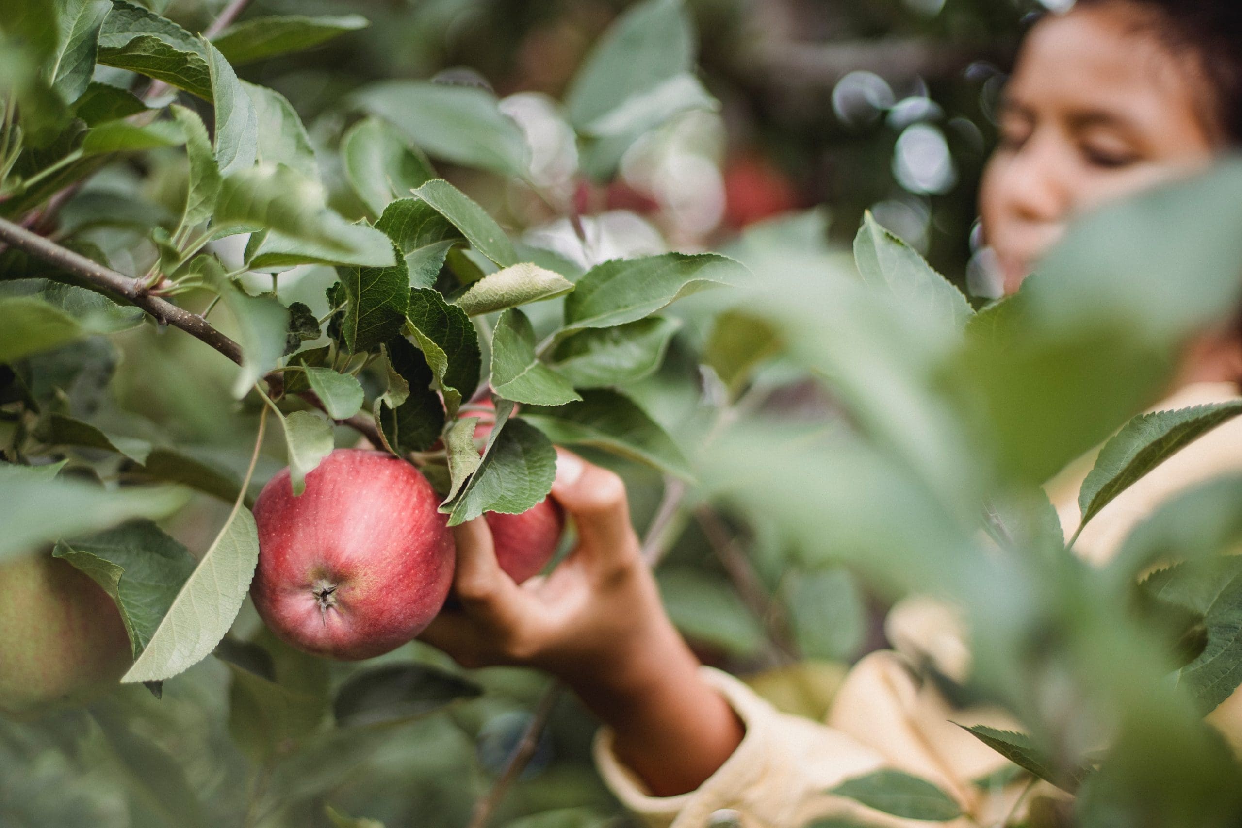 Pick your own apples Pick your own apples