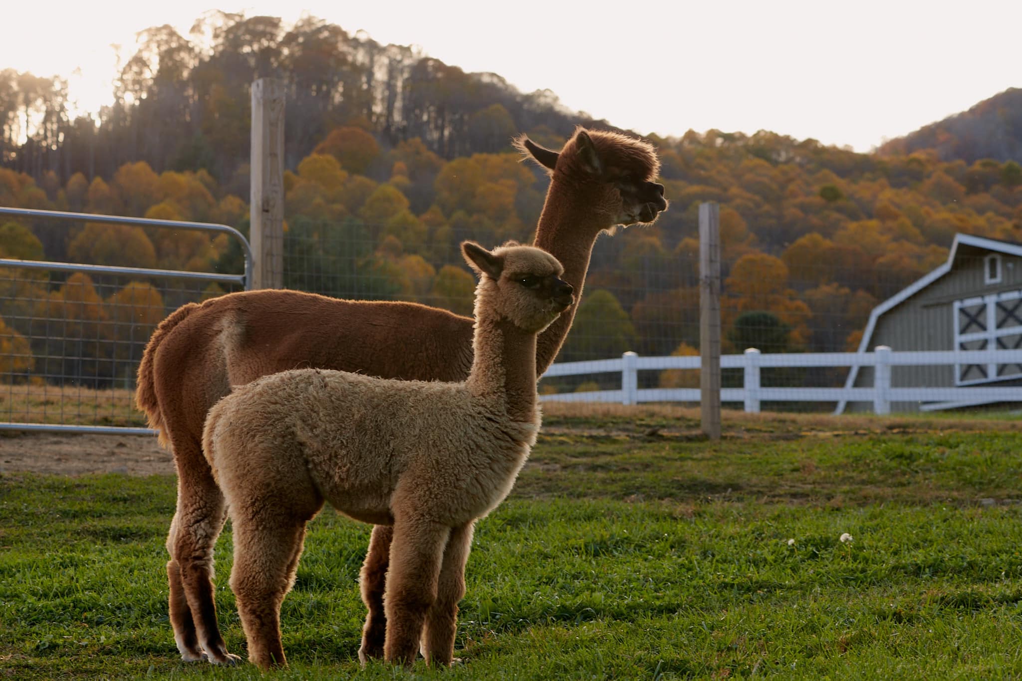 alpaca
