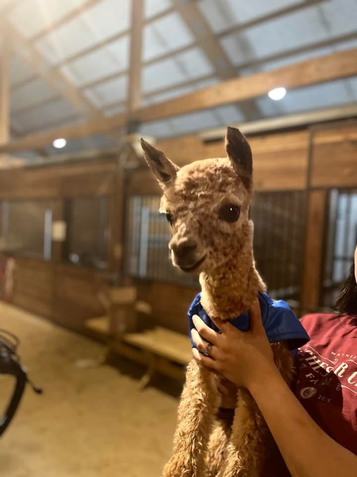 baby-alpaca