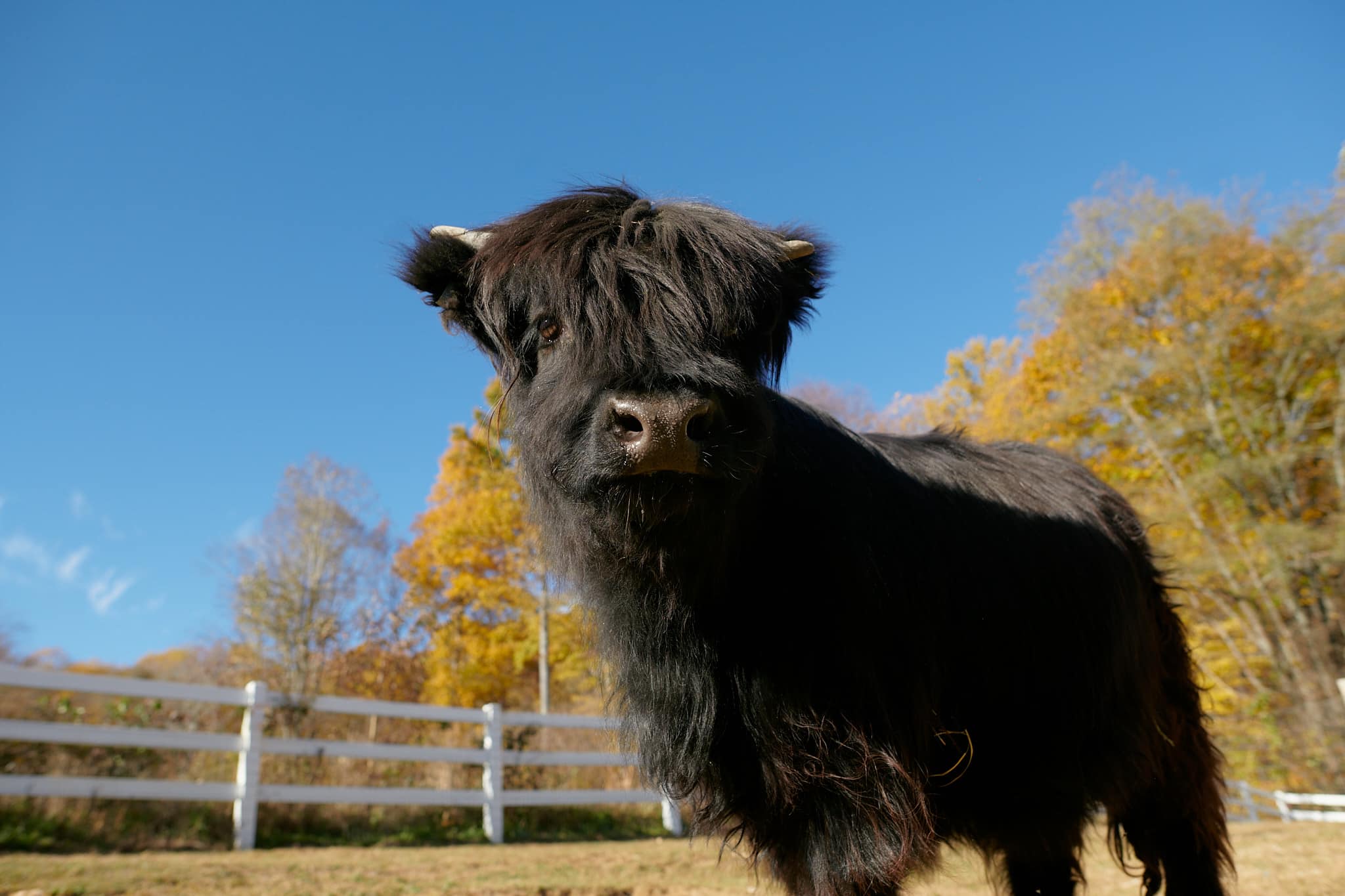 cow