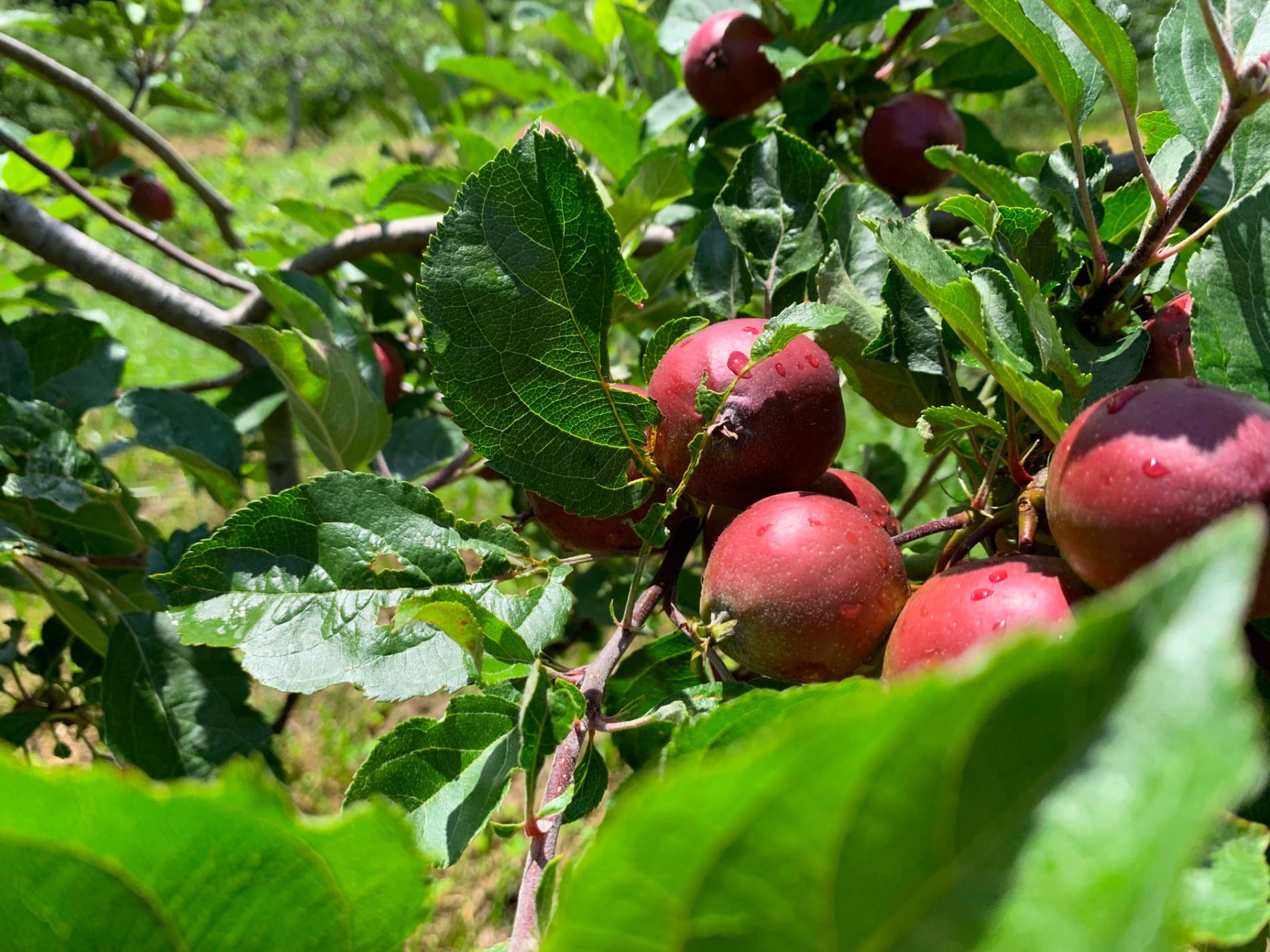 Orchard at Altapass NC Orchard at Altapass NC