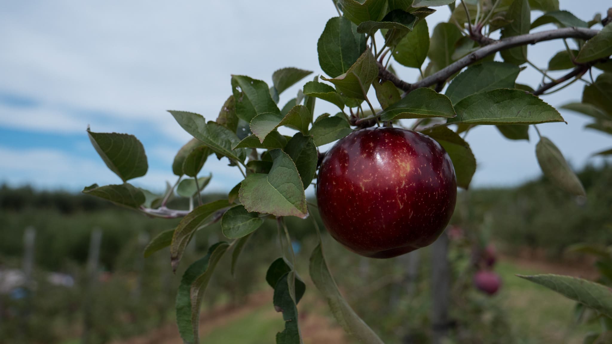 mercierorchards