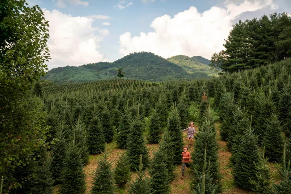 boyd-mountain-christmas-trees
