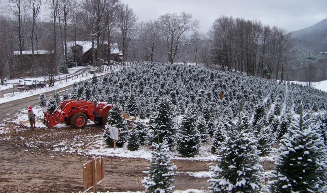 C and J Christmas Tree Farm Boone NC C and J Christmas Tree Farm Boone NC
