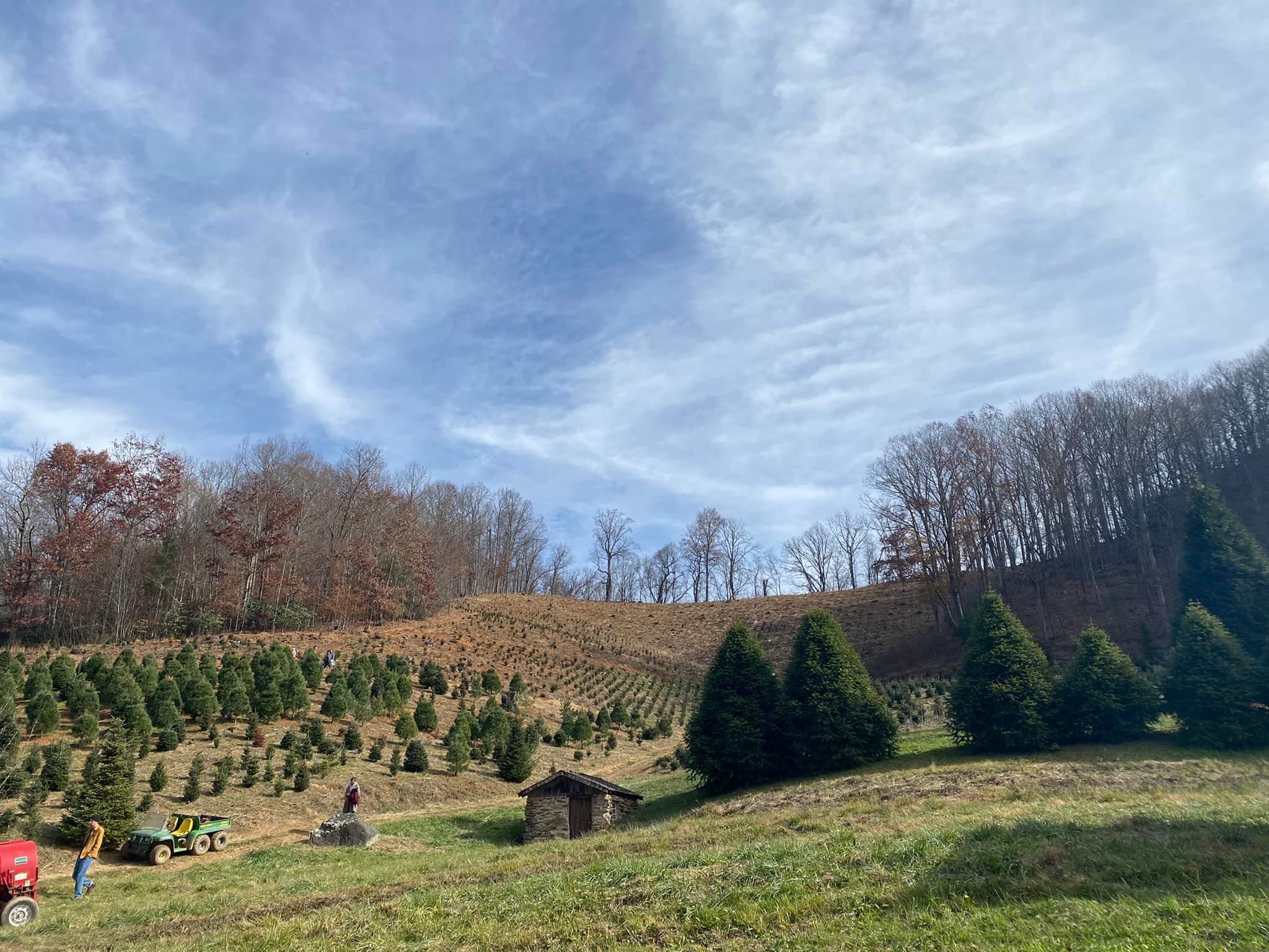 sandy-hollar-tree-farm