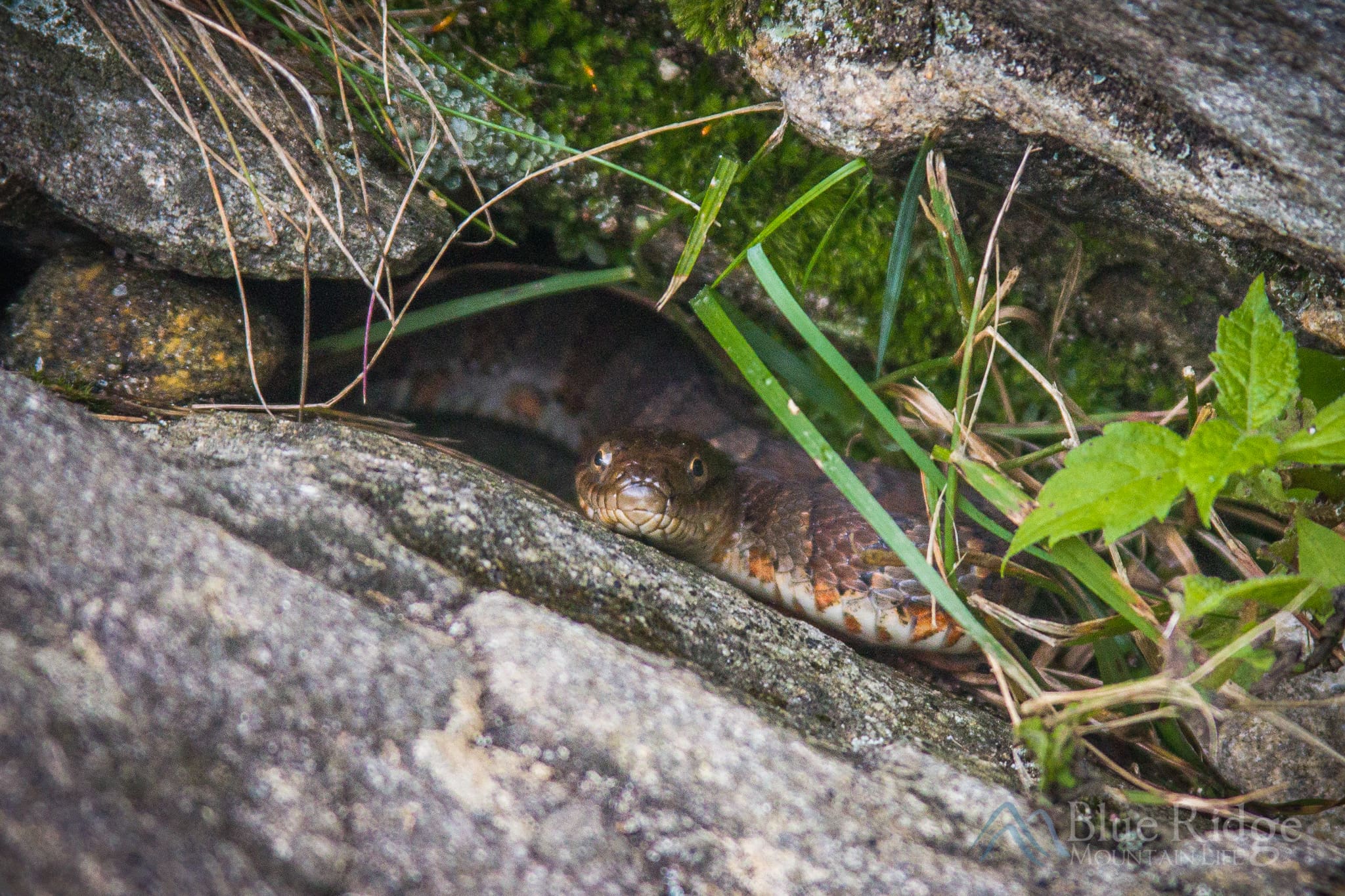 Northern Water Snake Northern Water Snake