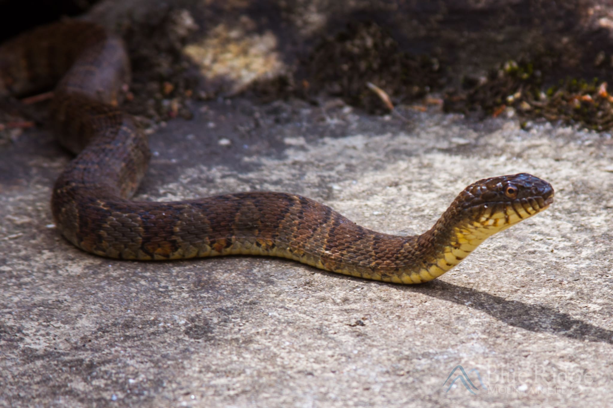 Northern Watersnake Northern Watersnake