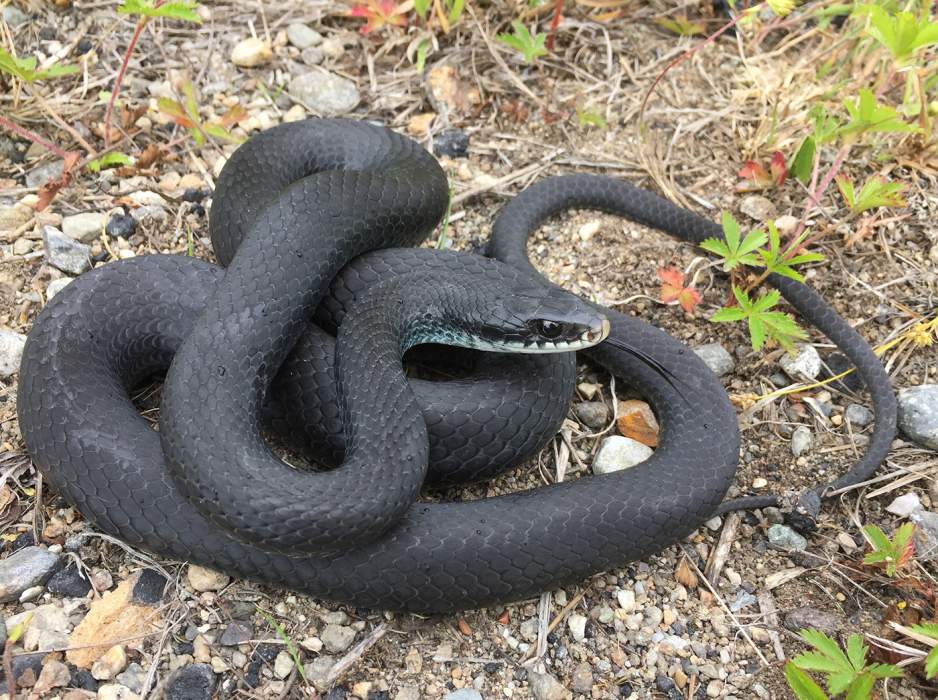 black-racer