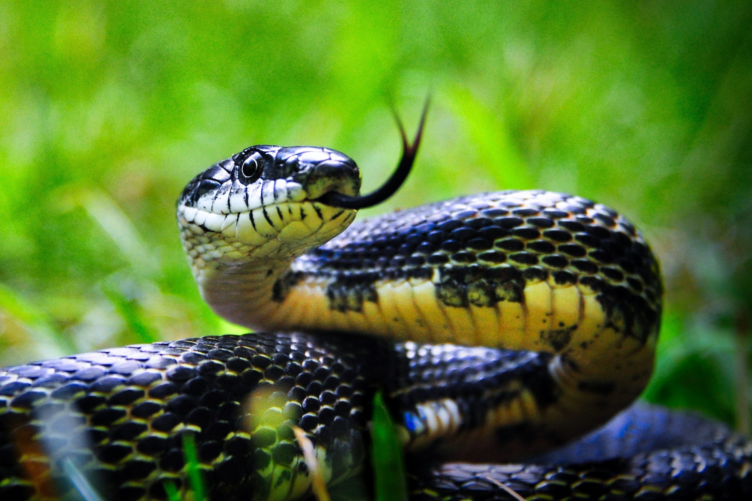 Black Rat Snake Black Rat Snake