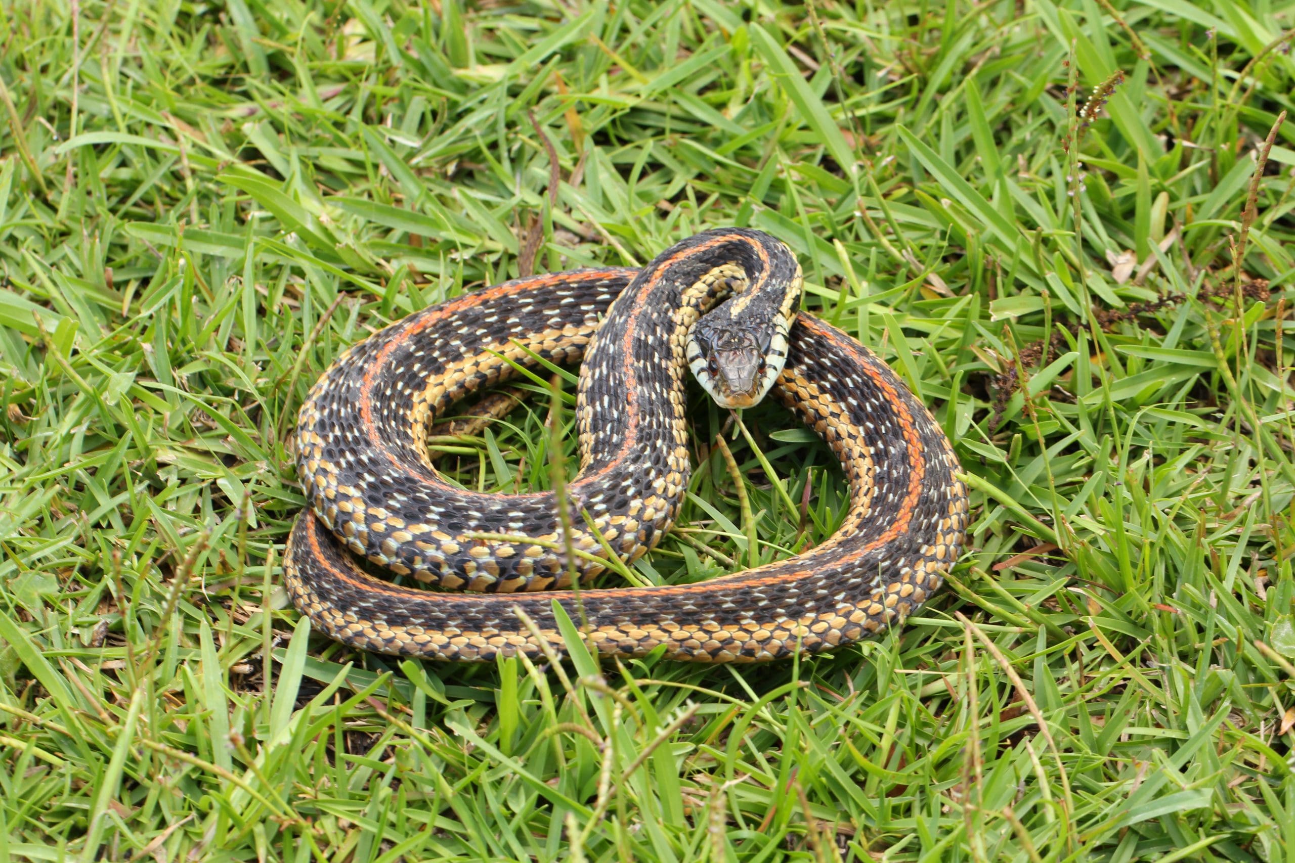 common-garter-snake