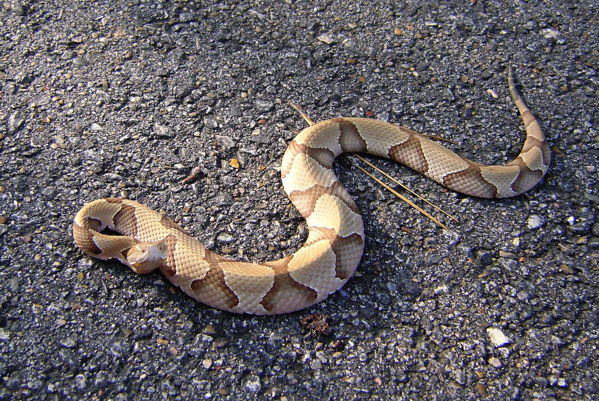 copperhead-bite