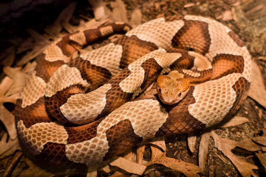 Copperhead Copperhead