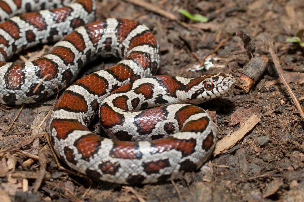 eastern-milk-snake