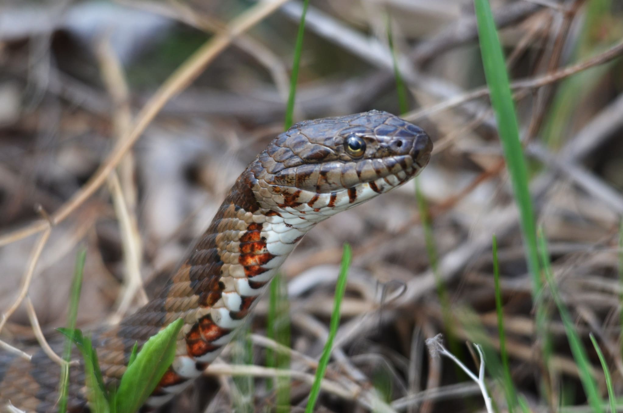Snakes in the Blue Ridge Mountains Northern Water Snake up close