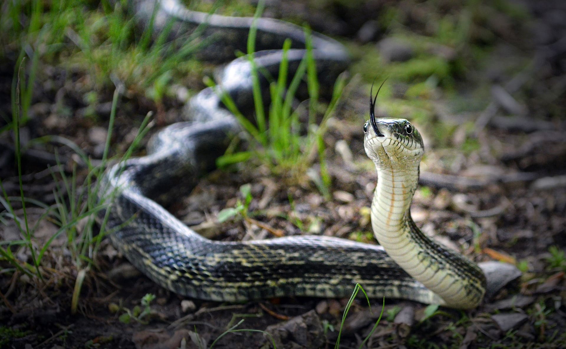 rat-snake