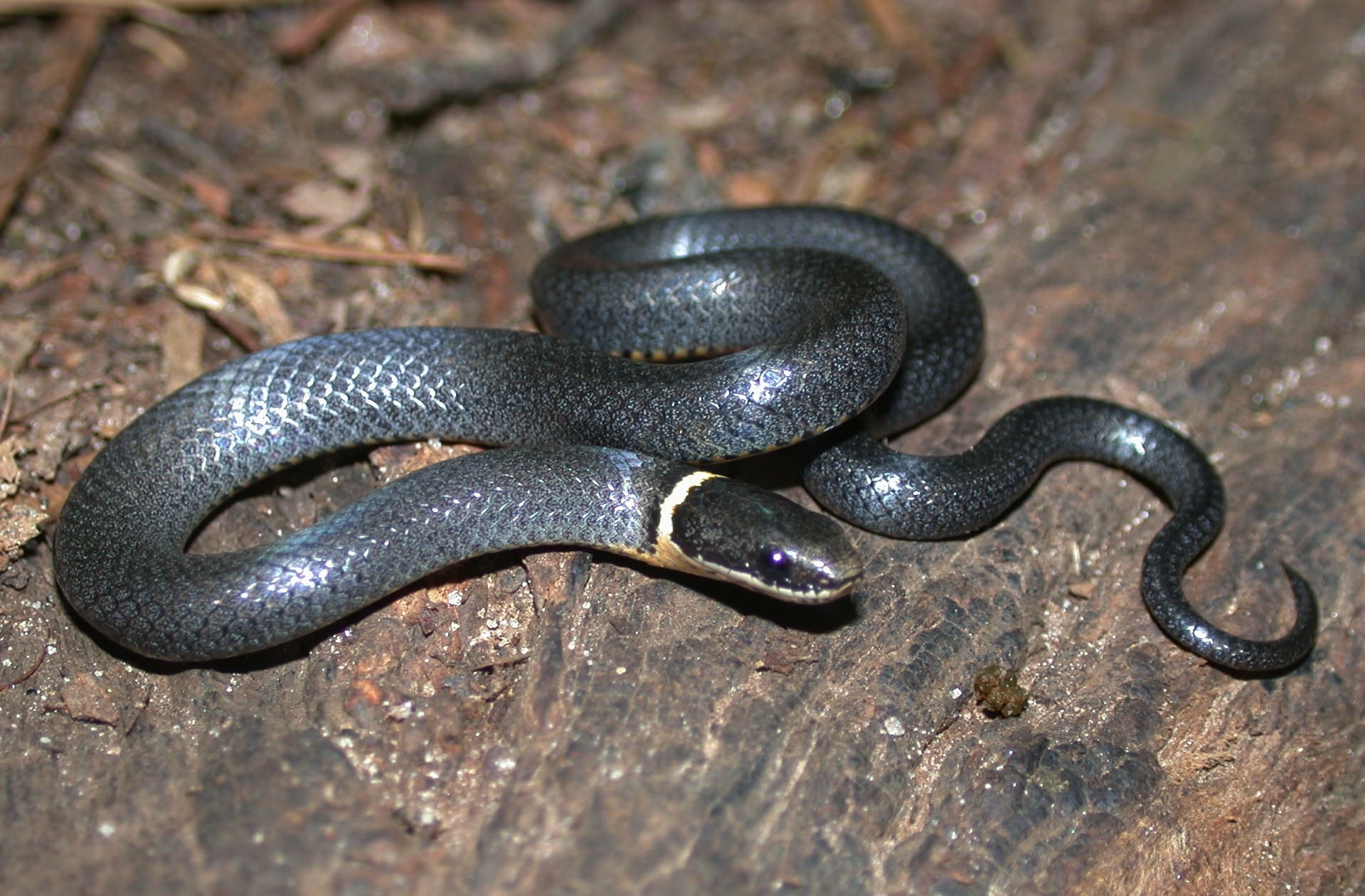ring-necked-snake