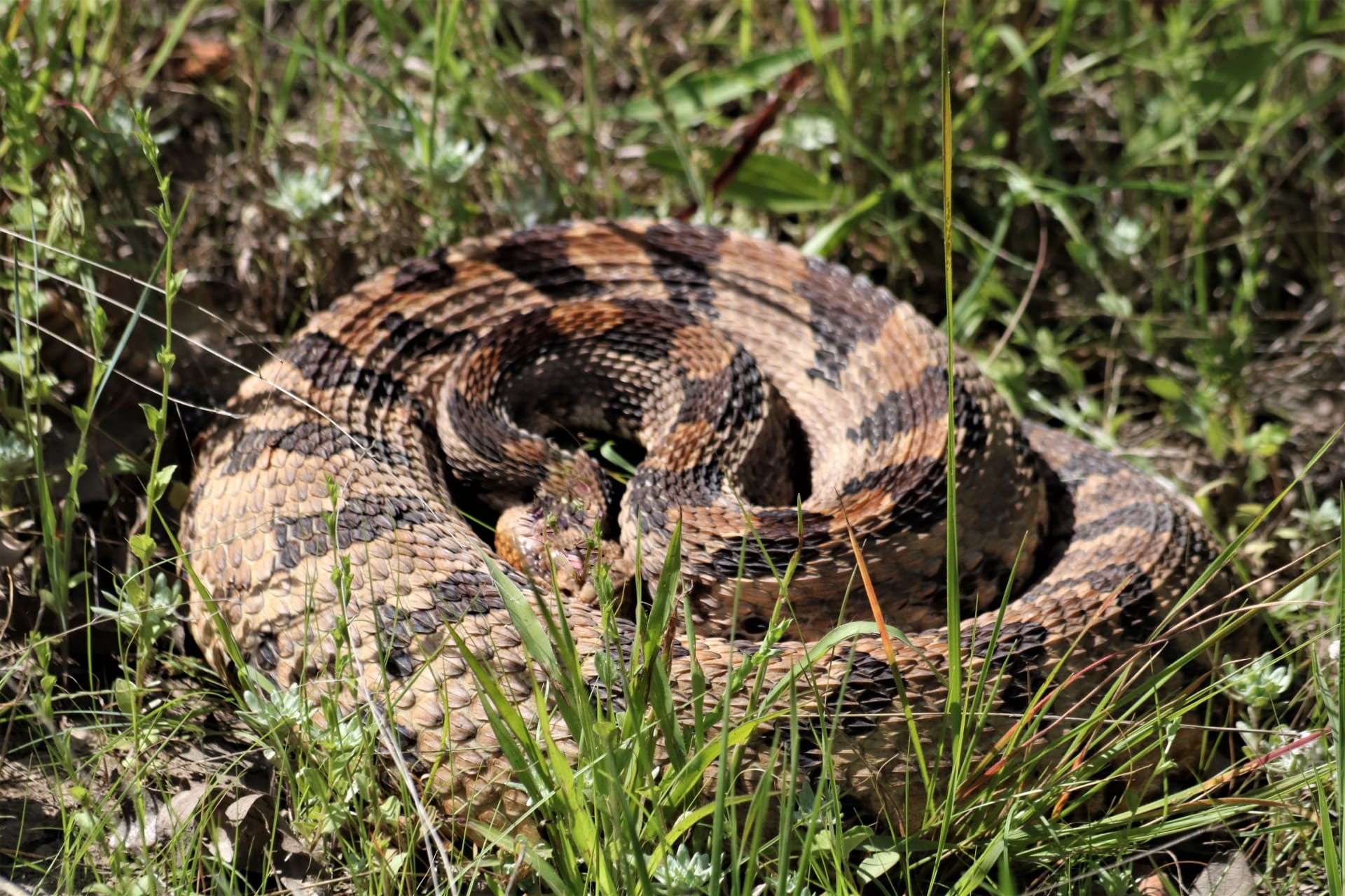 Snakes in the Blue Ridge Mountains - Timber Rattlesnake Snakes in the Blue Ridge Mountains - Timber Rattlesnake