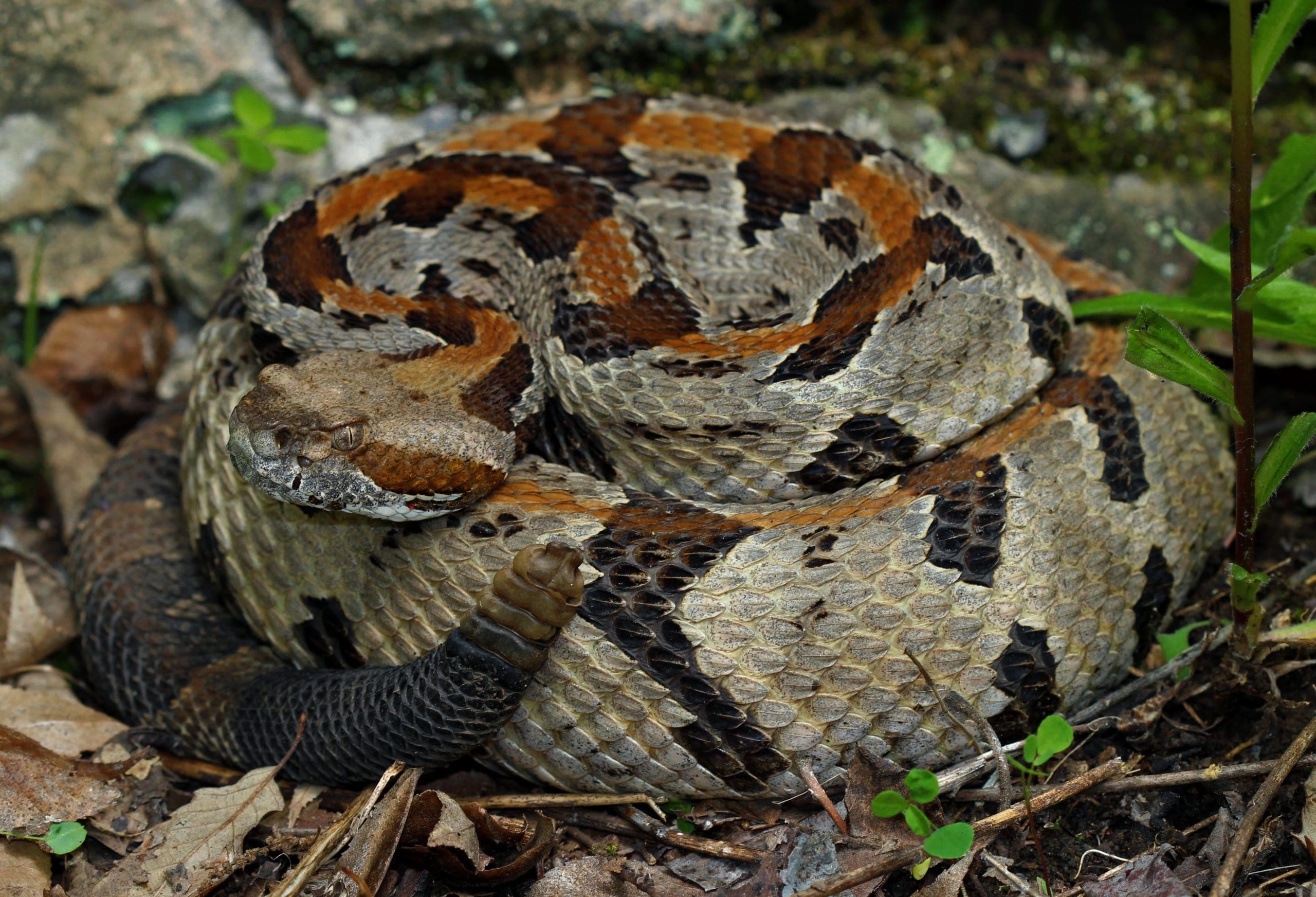 Timber Rattlesnake in the Blue Ridge Mountains Timber Rattlesnake curled up in a defensive postion.