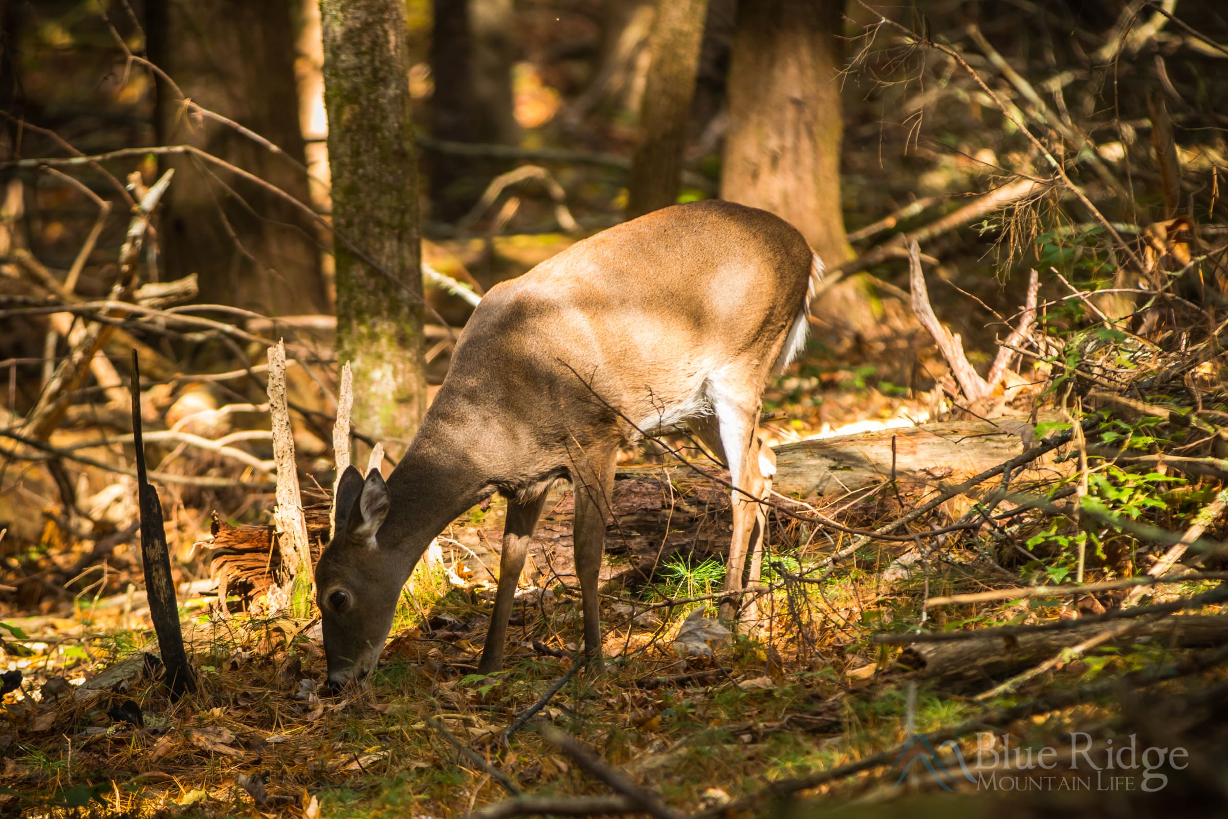11IMG_2652