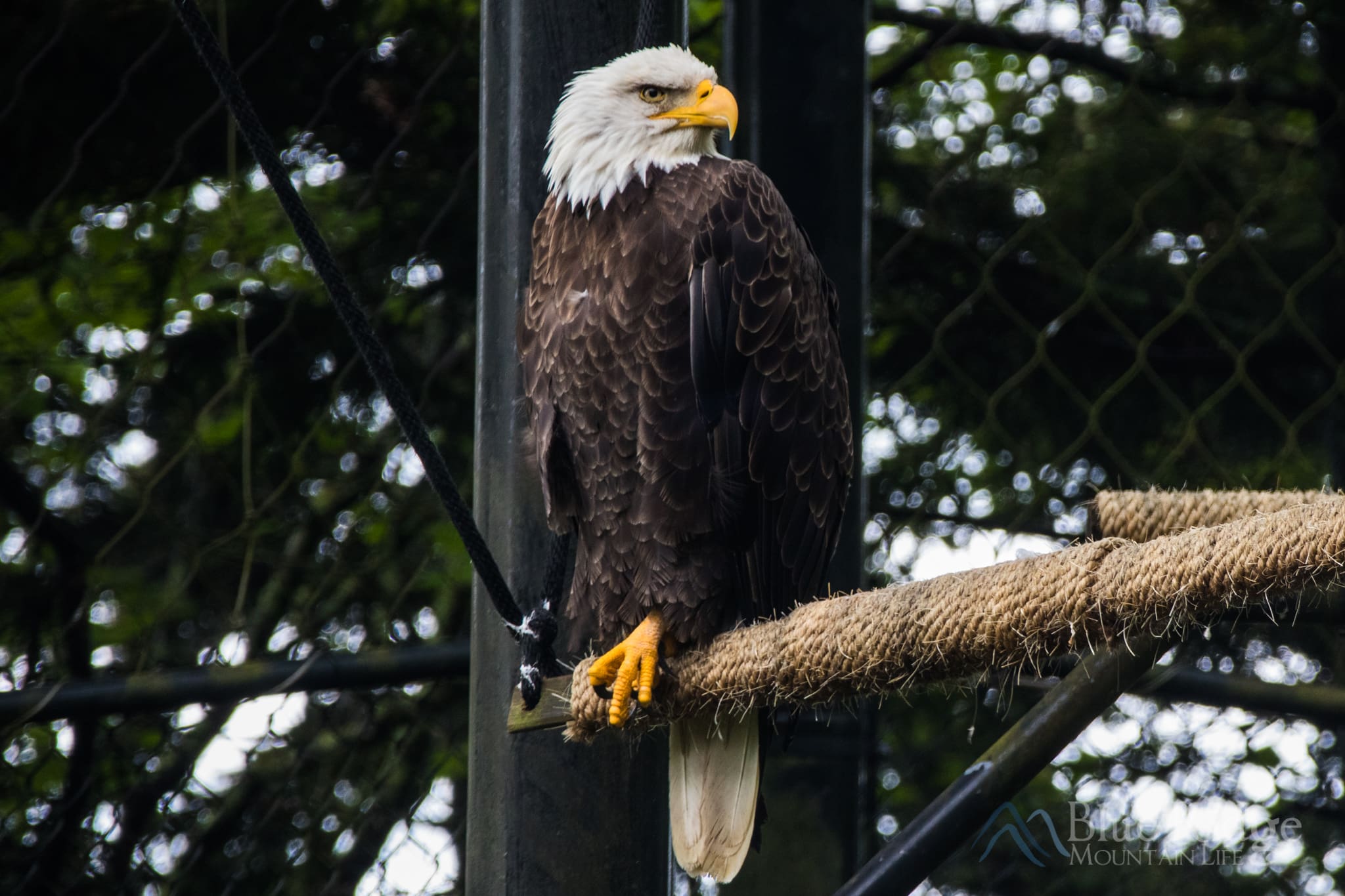 Bald Eagle at Grandfather Mountain Bald Eagle at Grandfather Mountain