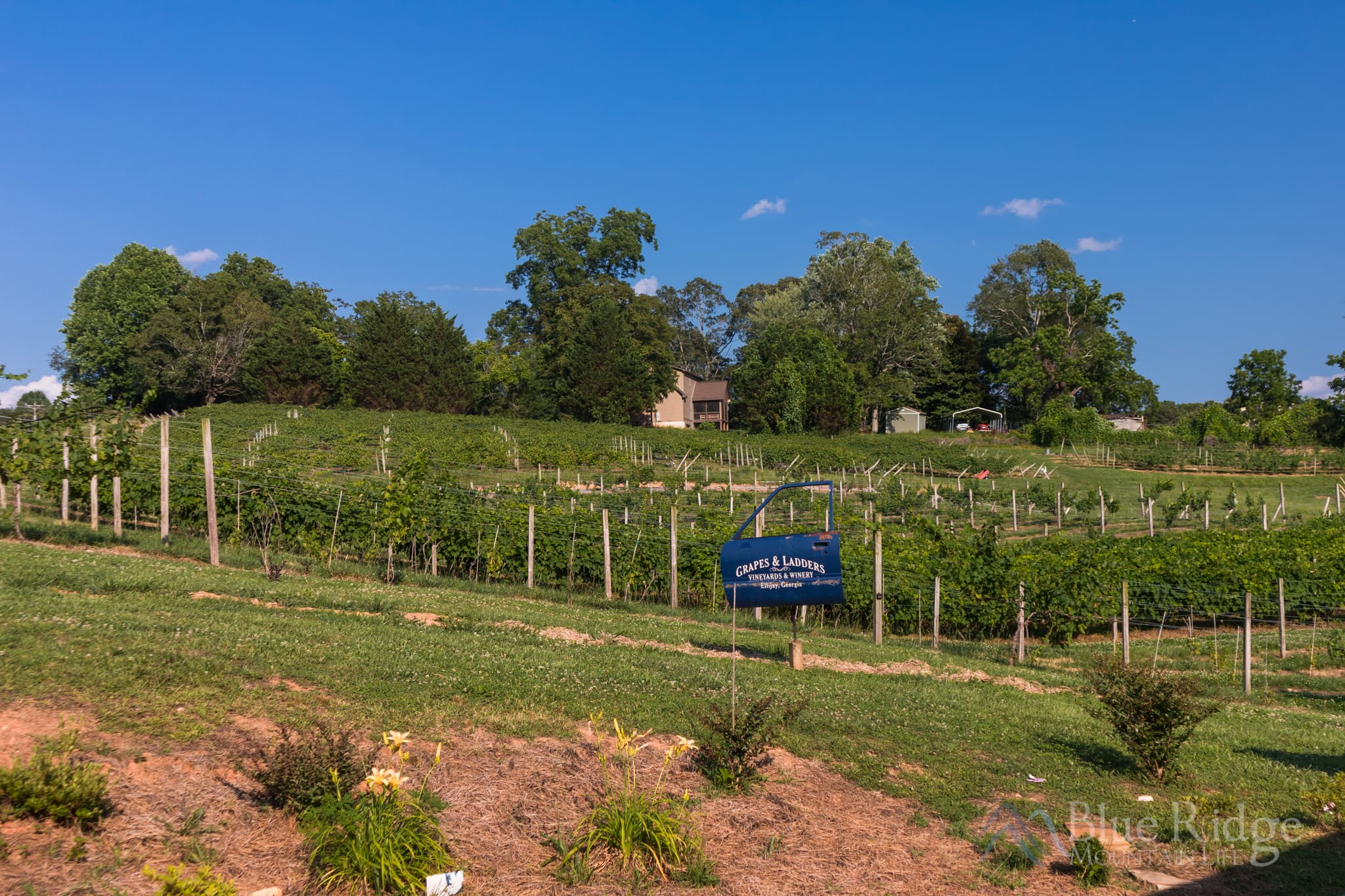 Grapes and Ladders Vineyard Grapes and Ladders Vineyard