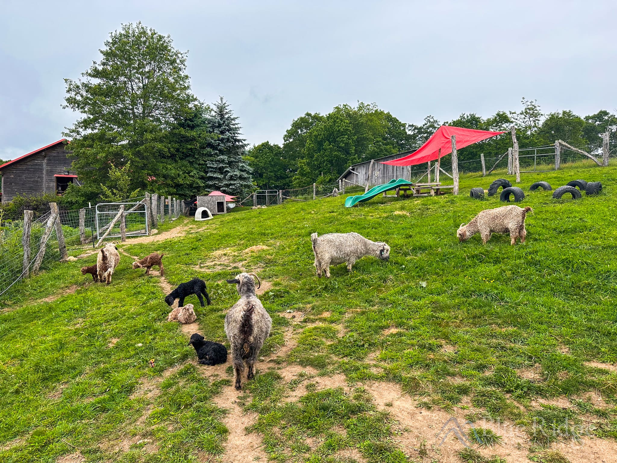 Goats at Apple Hill Farm Goats at Apple Hill Farm