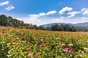 Jeter Mountain u-pick flowers