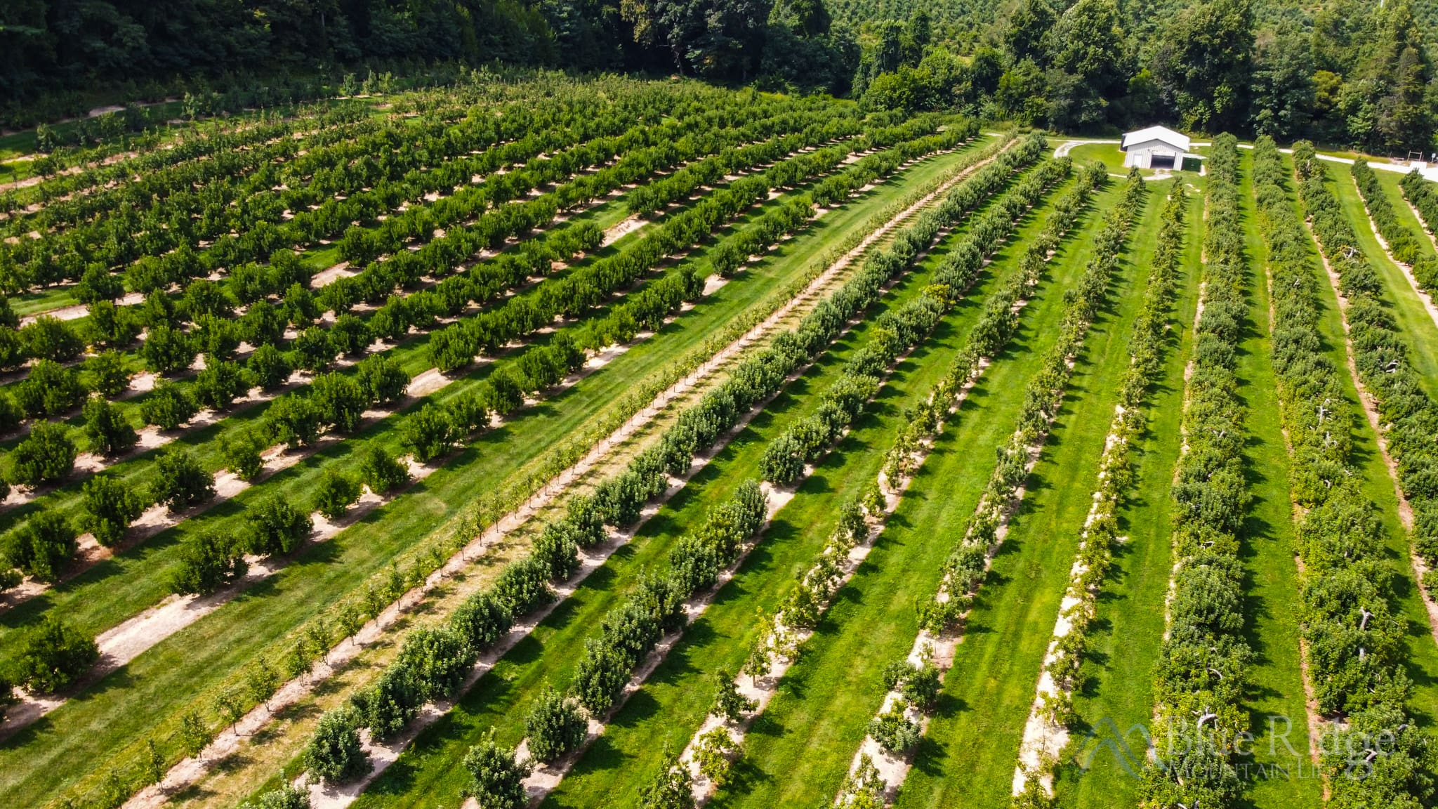 DCIM100MEDIADJI_0174.JPG Best Apple Orchards in the NC Mountains