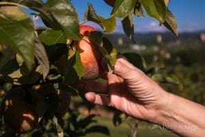 Jenn picking an Apple at Stepp's Hillcrest Orchard