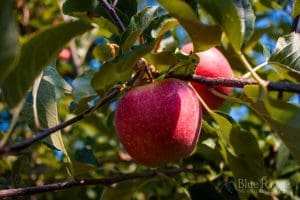 Apple Orchards in Hendersonville NC