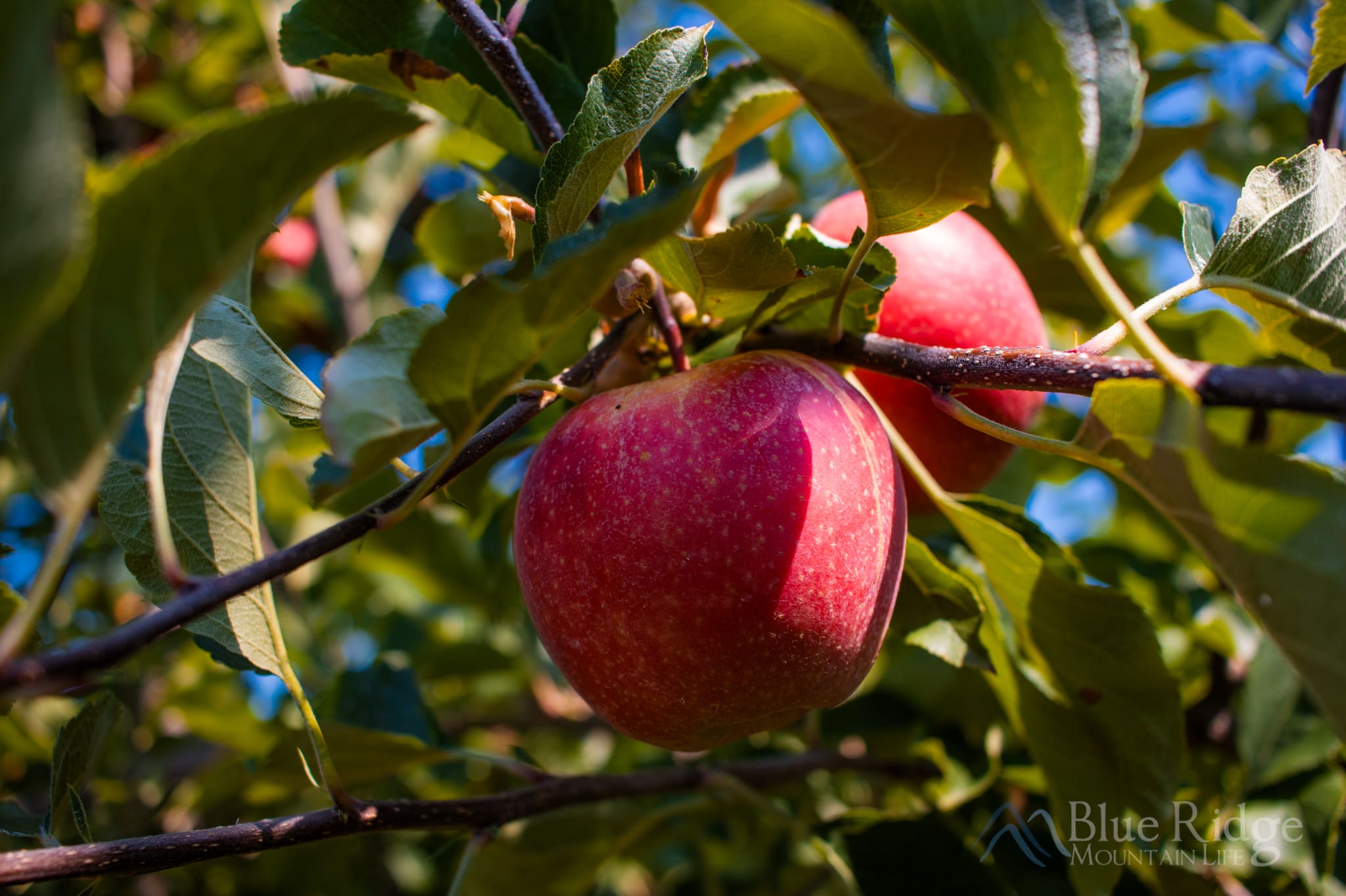 Apple Orchards in Hendersonville NC Apple Orchards in Hendersonville NC
