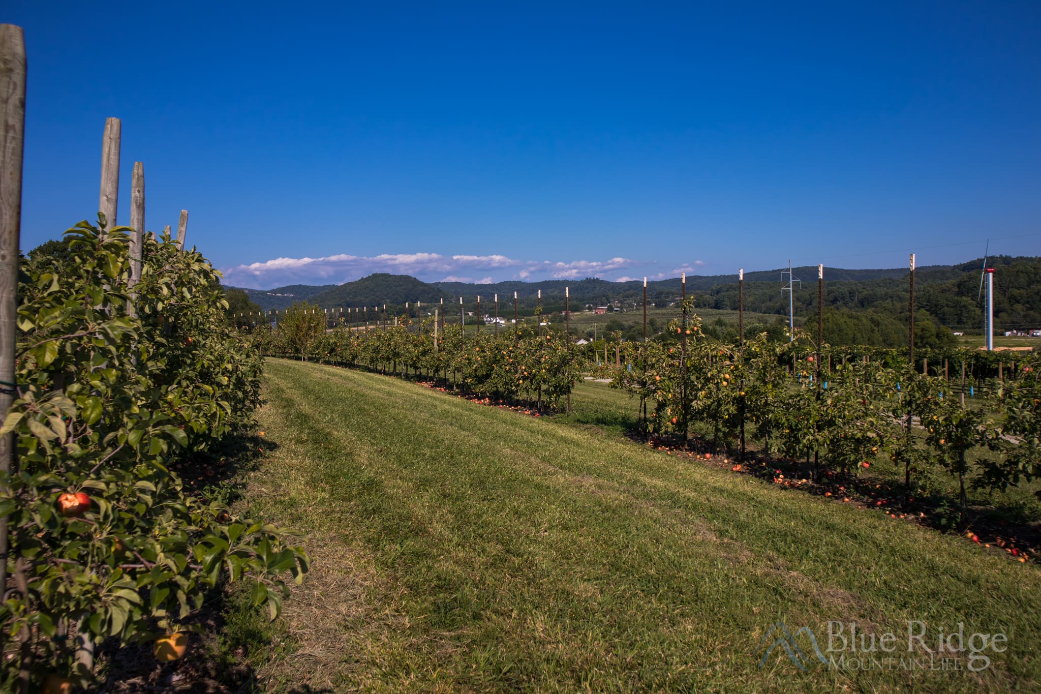 Apple Orchards in Hendersonville NC Apple Orchards in Hendersonville NC